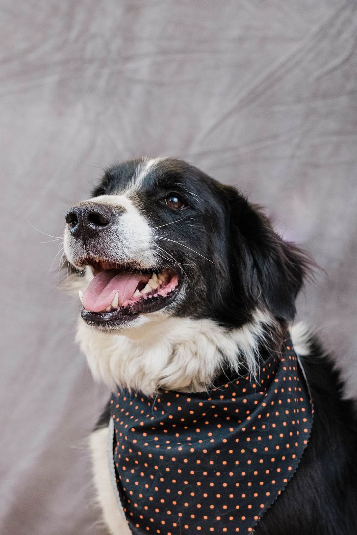 Jethro, an adoptable Border Collie in Uniontown, PA, 15401 | Photo Image 4