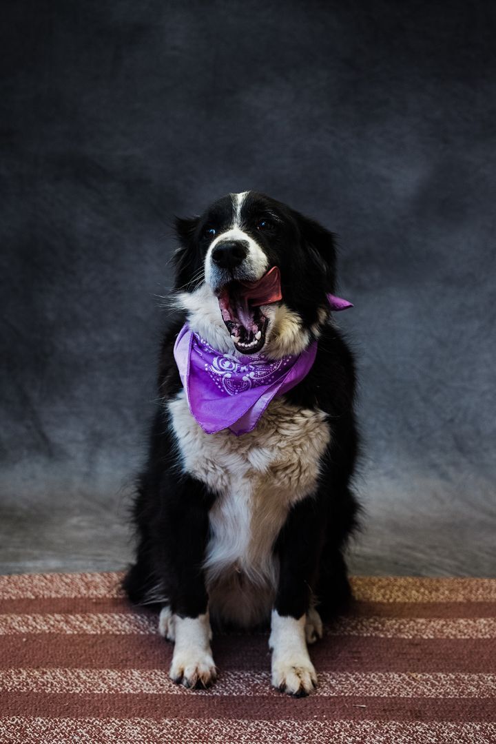 Jethro, an adoptable Border Collie in Uniontown, PA, 15401 | Photo Image 5