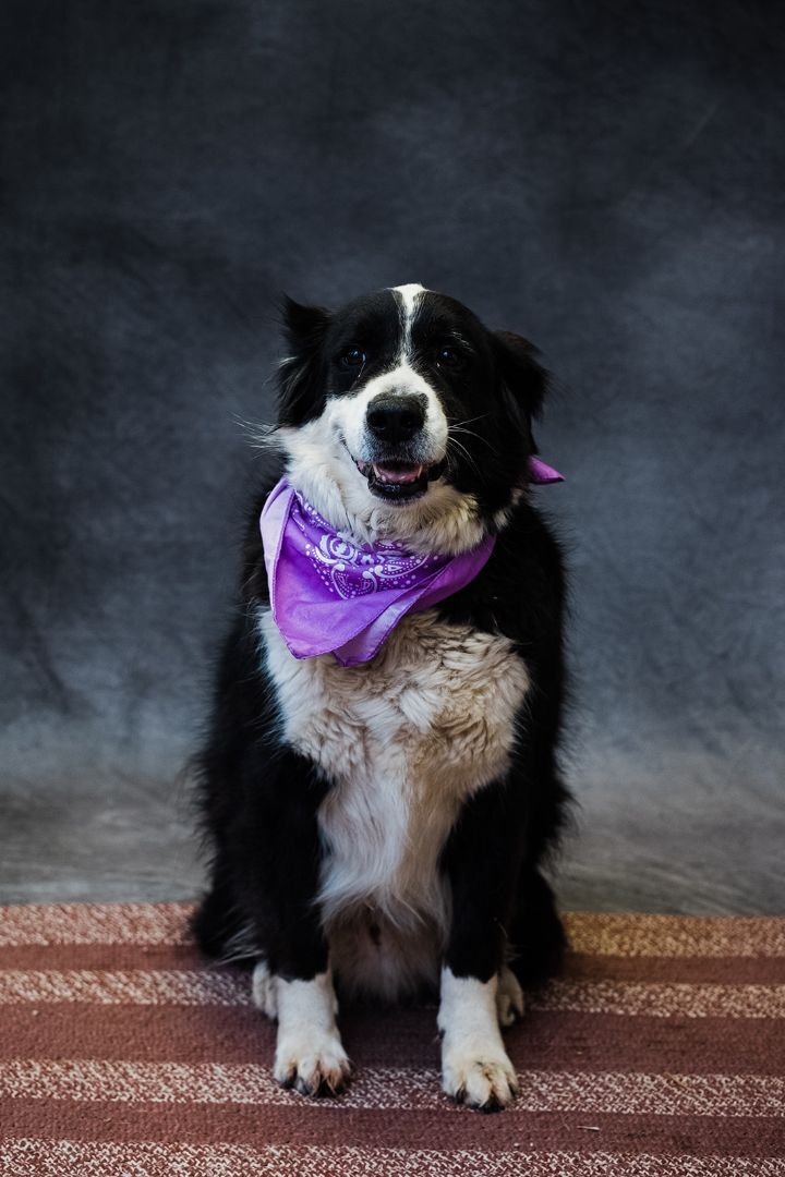Jethro, an adoptable Border Collie in Uniontown, PA, 15401 | Photo Image 1