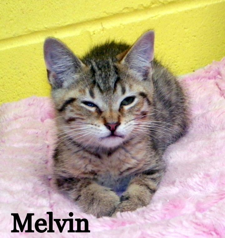 Melvin 2