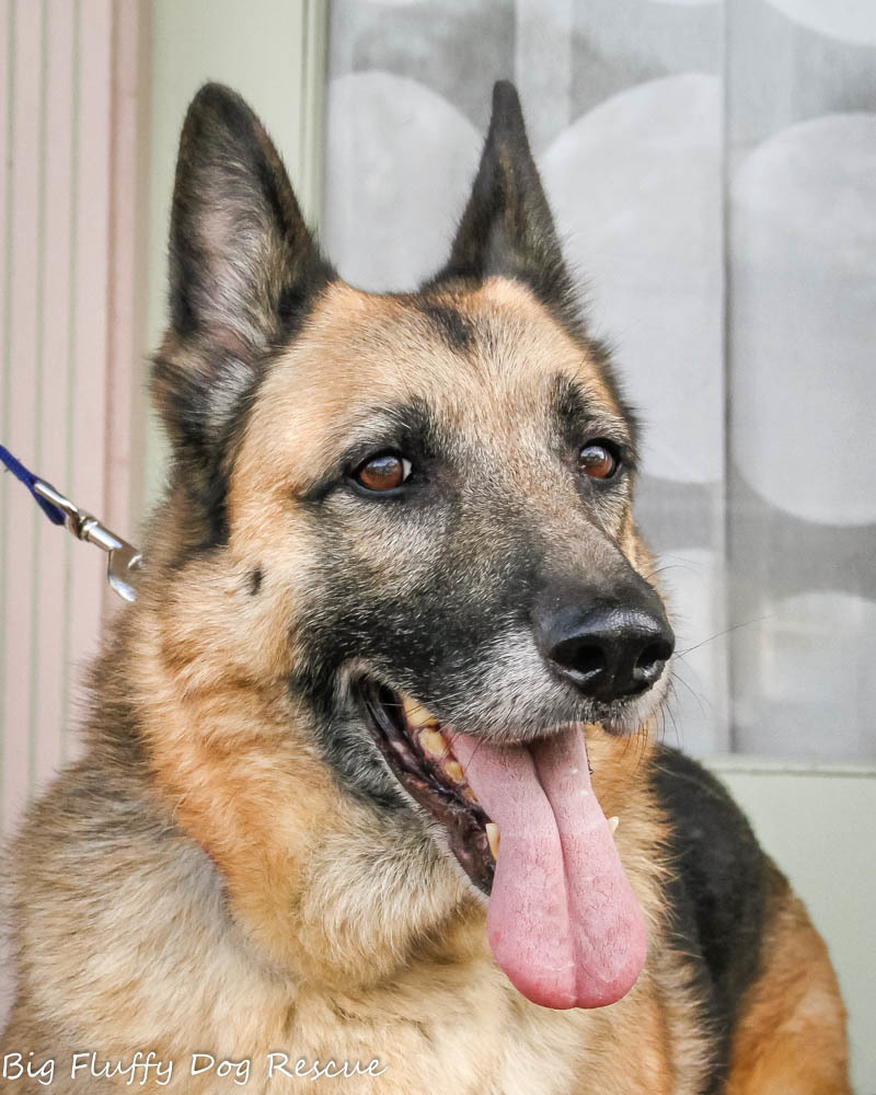 Noelle, an adoptable German Shepherd Dog in Nashville, TN, 37206 | Photo Image 1