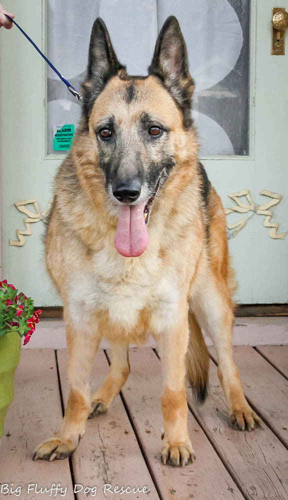 Noelle, an adoptable German Shepherd Dog in Nashville, TN, 37206 | Photo Image 2