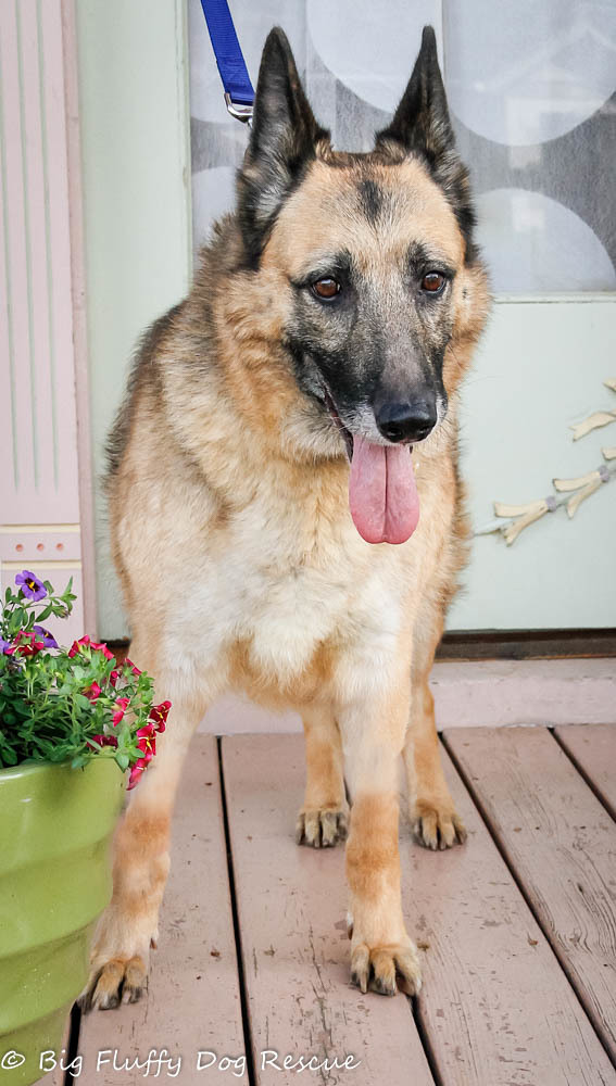 Noelle, an adoptable German Shepherd Dog in Nashville, TN, 37206 | Photo Image 3