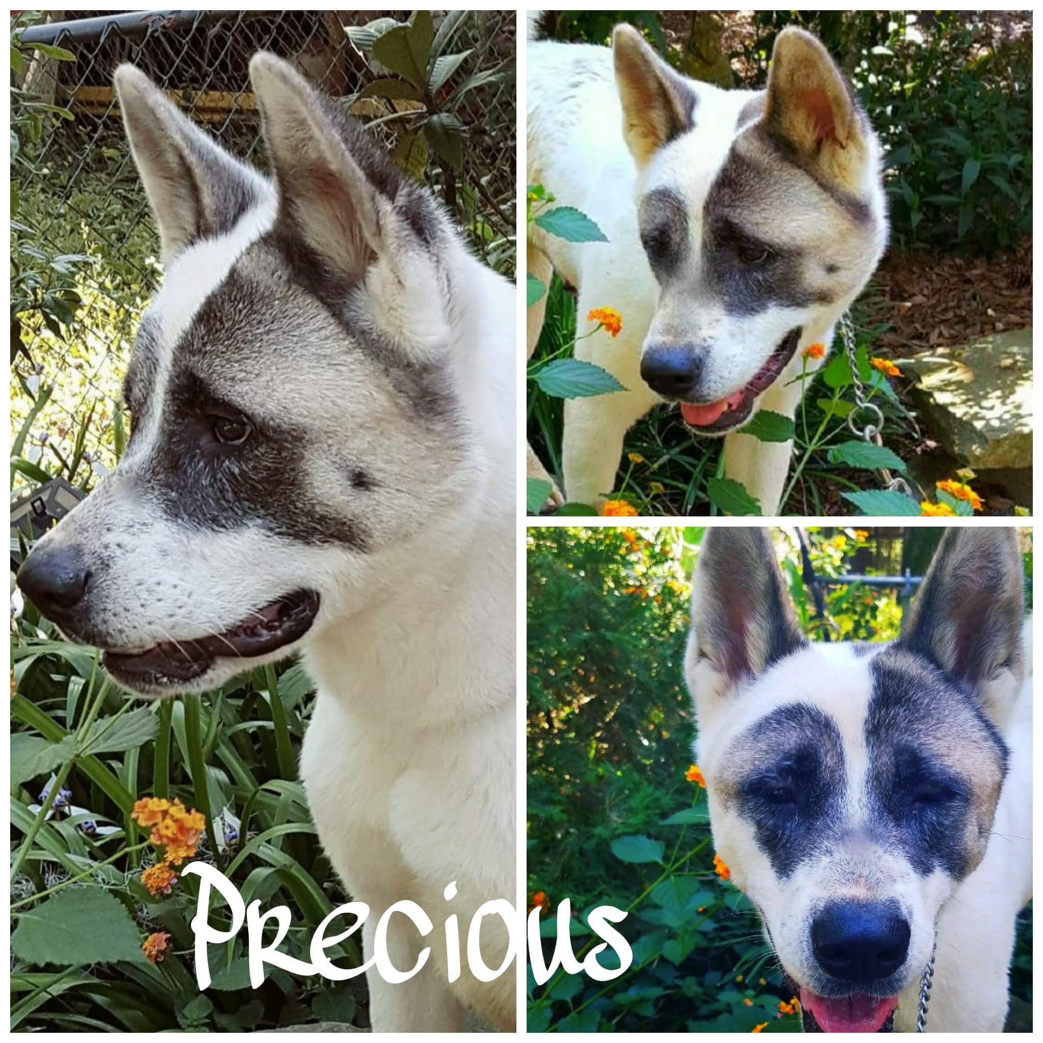 Precious, an adoptable Akita in Jacksonville, FL, 32207 | Photo Image 1