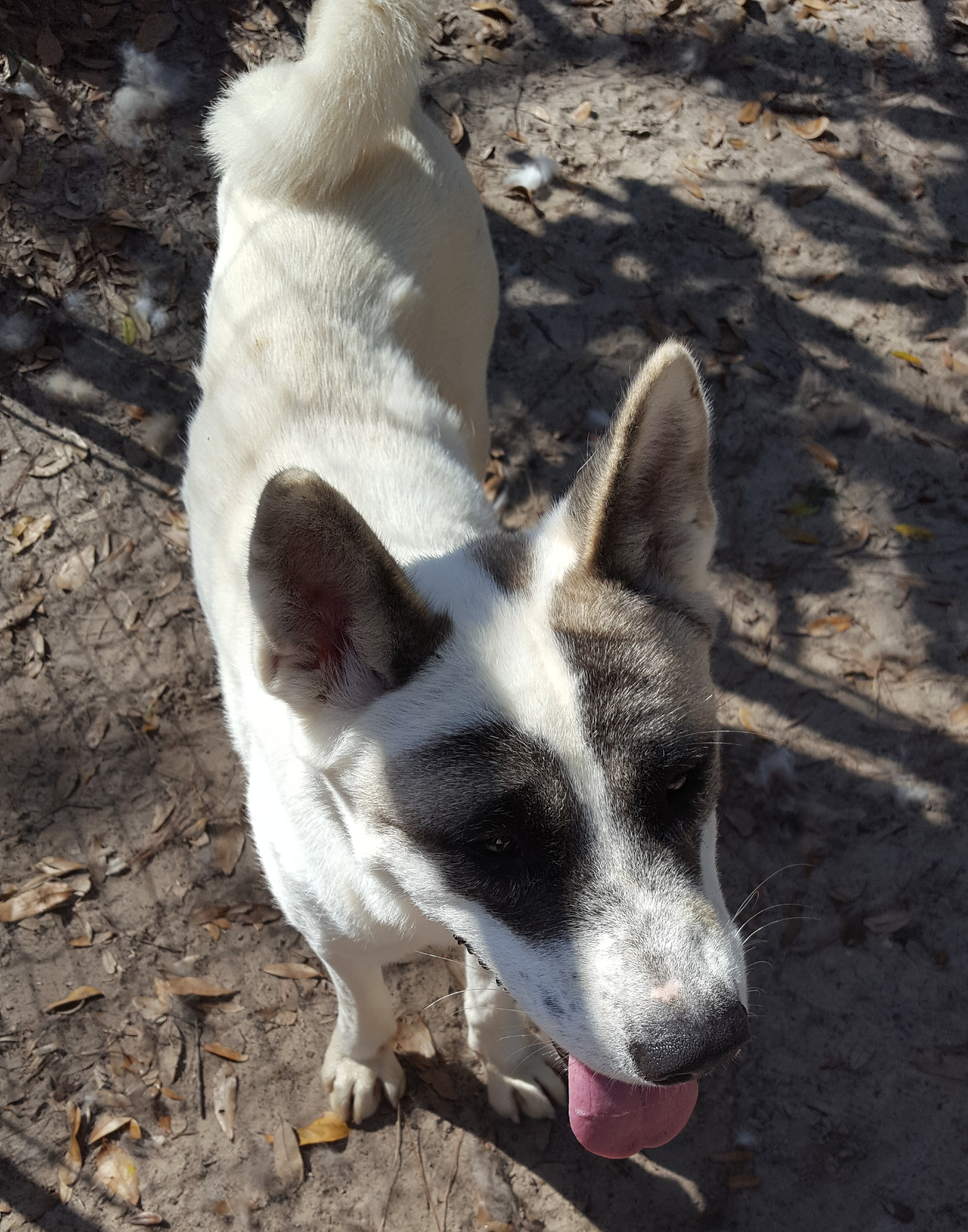 Precious, an adoptable Akita in Jacksonville, FL, 32207 | Photo Image 2