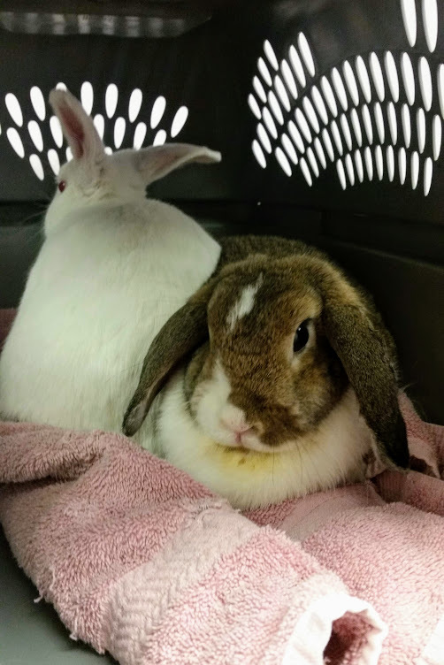 Forever in Our Care: Harvey and Candy, an adoptable Bunny Rabbit in Harrisburg, PA_image-3