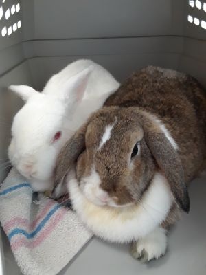 Forever in Our Care: Harvey and Candy