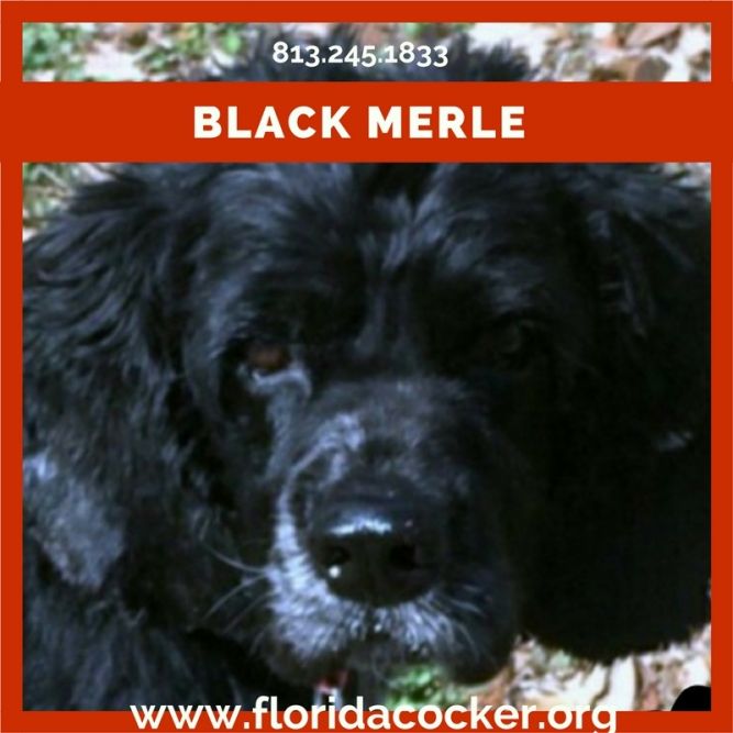 Black Merle