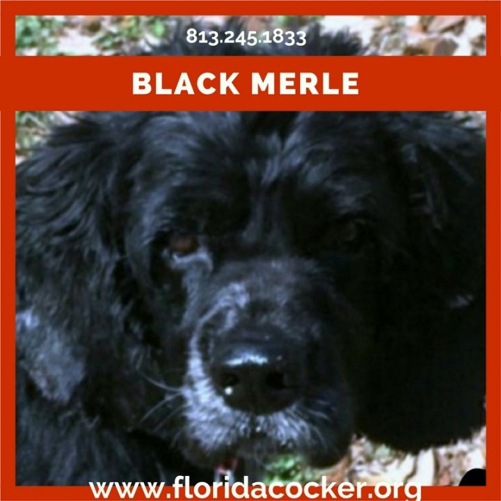 Black Merle 1