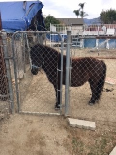 DARRELL-Special Needs, an adoptable Pony Mix in Los Angeles, CA_image-2