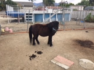 DARRELL-Special Needs, an adoptable Pony Mix in Los Angeles, CA_image-3