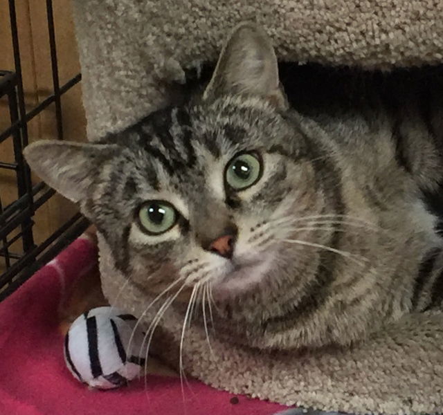 Brownie, an adoptable Domestic Short Hair in Lutherville, MD, 21093 | Photo Image 1