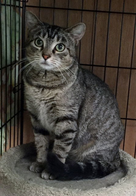 Brownie, an adoptable Domestic Short Hair in Lutherville, MD, 21093 | Photo Image 2