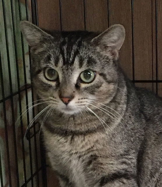 Brownie, an adoptable Domestic Short Hair in Lutherville, MD, 21093 | Photo Image 3