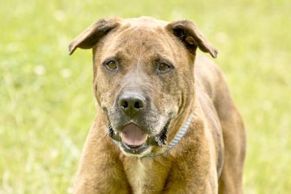 Fella, an adoptable Mastiff in Cashiers, NC, 28717 | Photo Image 2