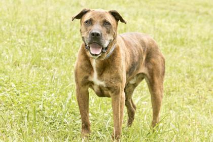 Fella, an adoptable Mastiff in Cashiers, NC, 28717 | Photo Image 3