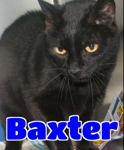#61 Baxter