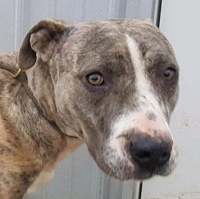 Bubba, an adoptable Pit Bull Terrier in Blanchard, OK, 73010 | Photo Image 1