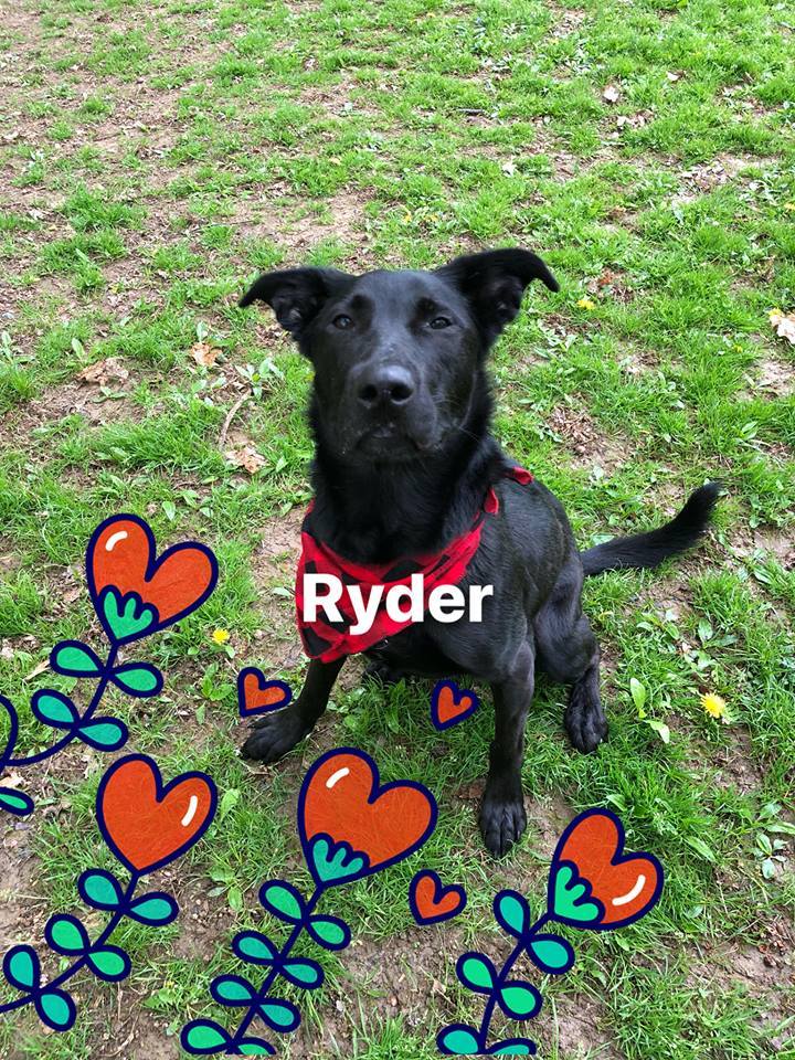 Ryder 3