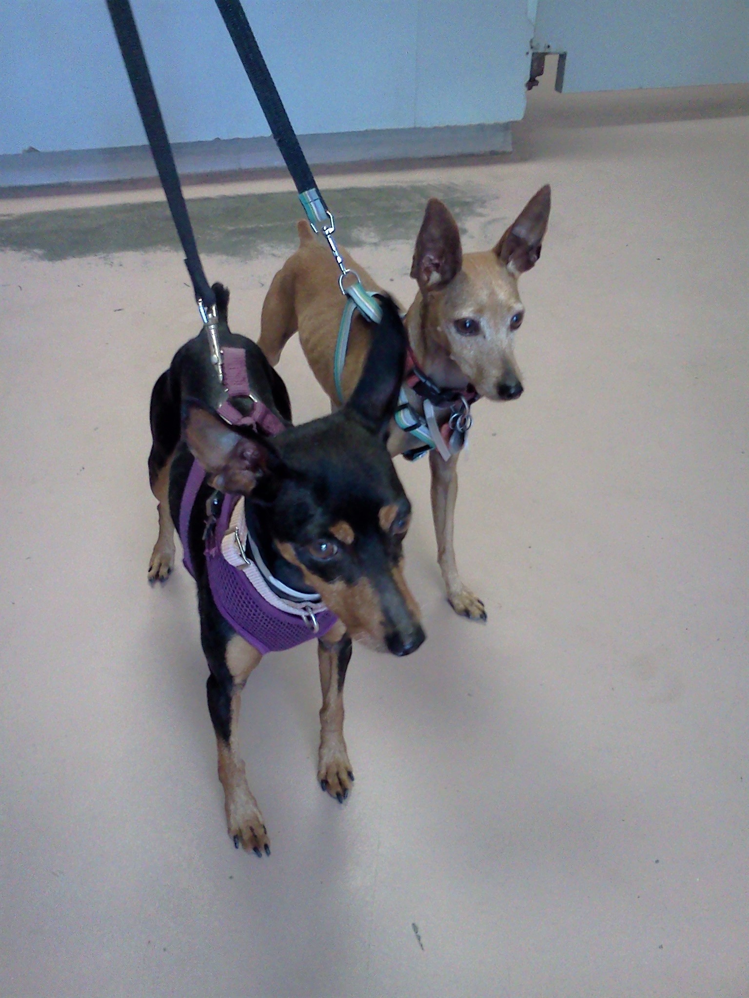 Opal & Ruby - ADOPTED!, an adoptable Miniature Pinscher in Houston, TX, 77235 | Photo Image 2