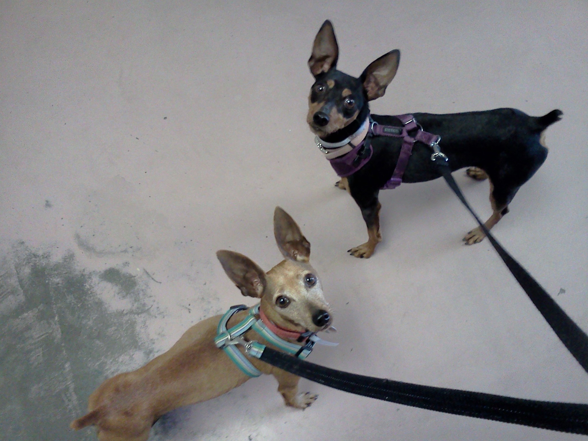 Opal & Ruby - ADOPTED!, an adoptable Miniature Pinscher in Houston, TX, 77235 | Photo Image 4