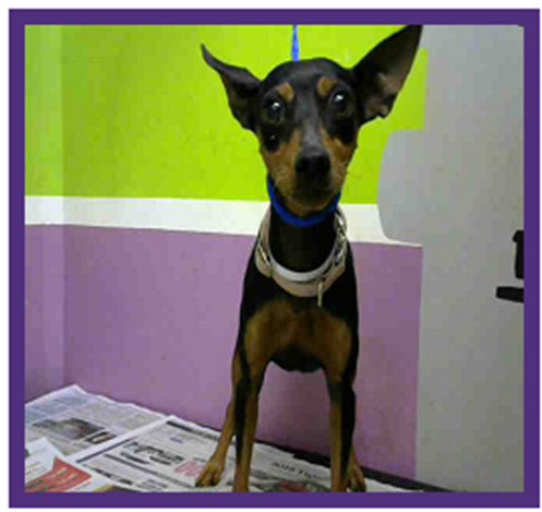 Opal & Ruby - ADOPTED!, an adoptable Miniature Pinscher in Houston, TX, 77235 | Photo Image 6