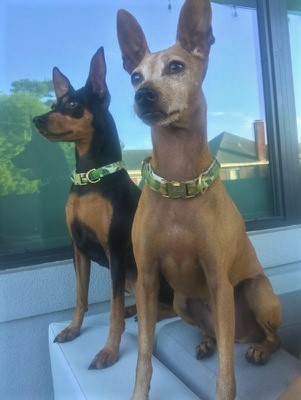 Opal & Ruby - ADOPTED!, an adoptable Miniature Pinscher in Houston, TX, 77235 | Photo Image 10