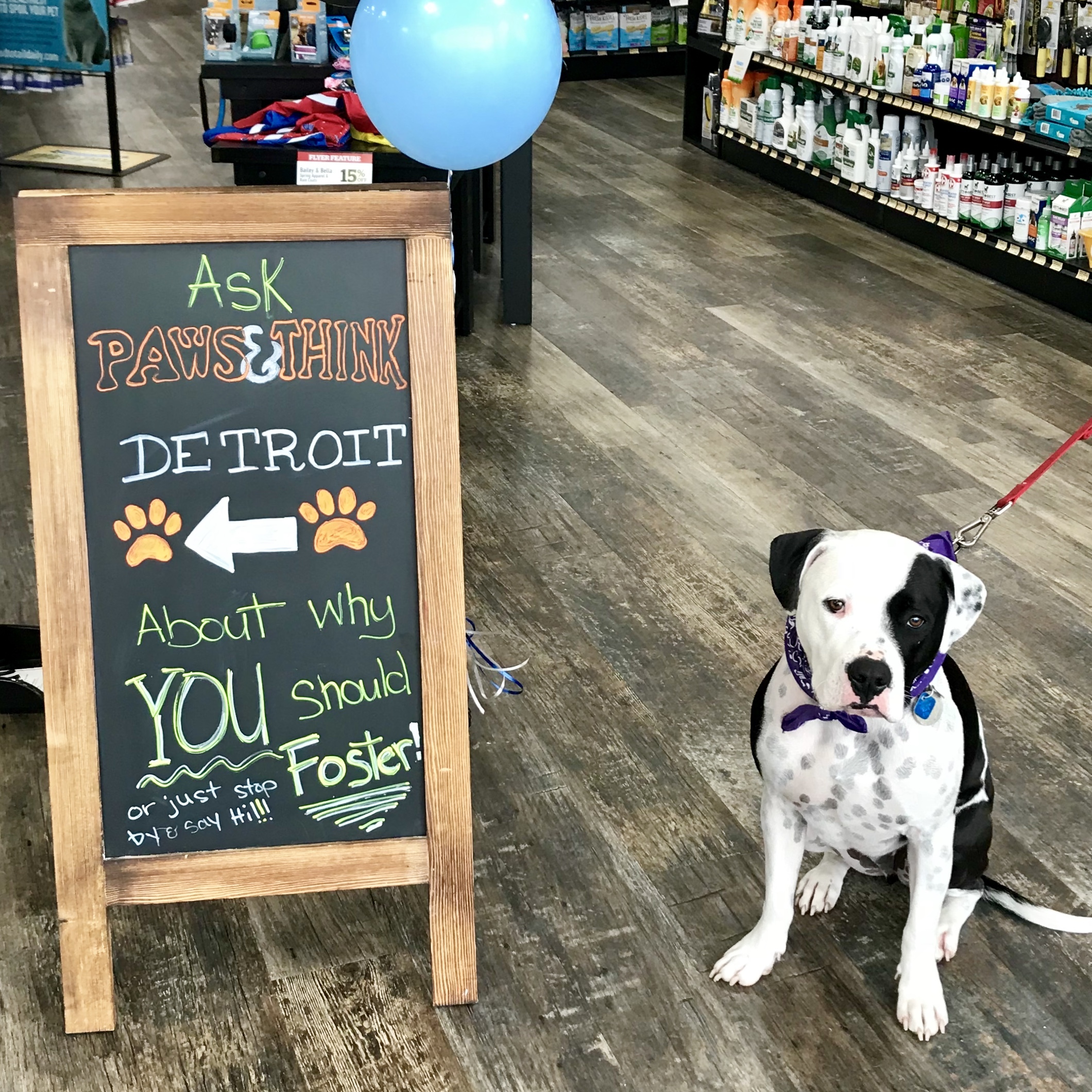 Dog for adoption - FOSTERS NEEDED!!, a Bull Terrier & Labrador