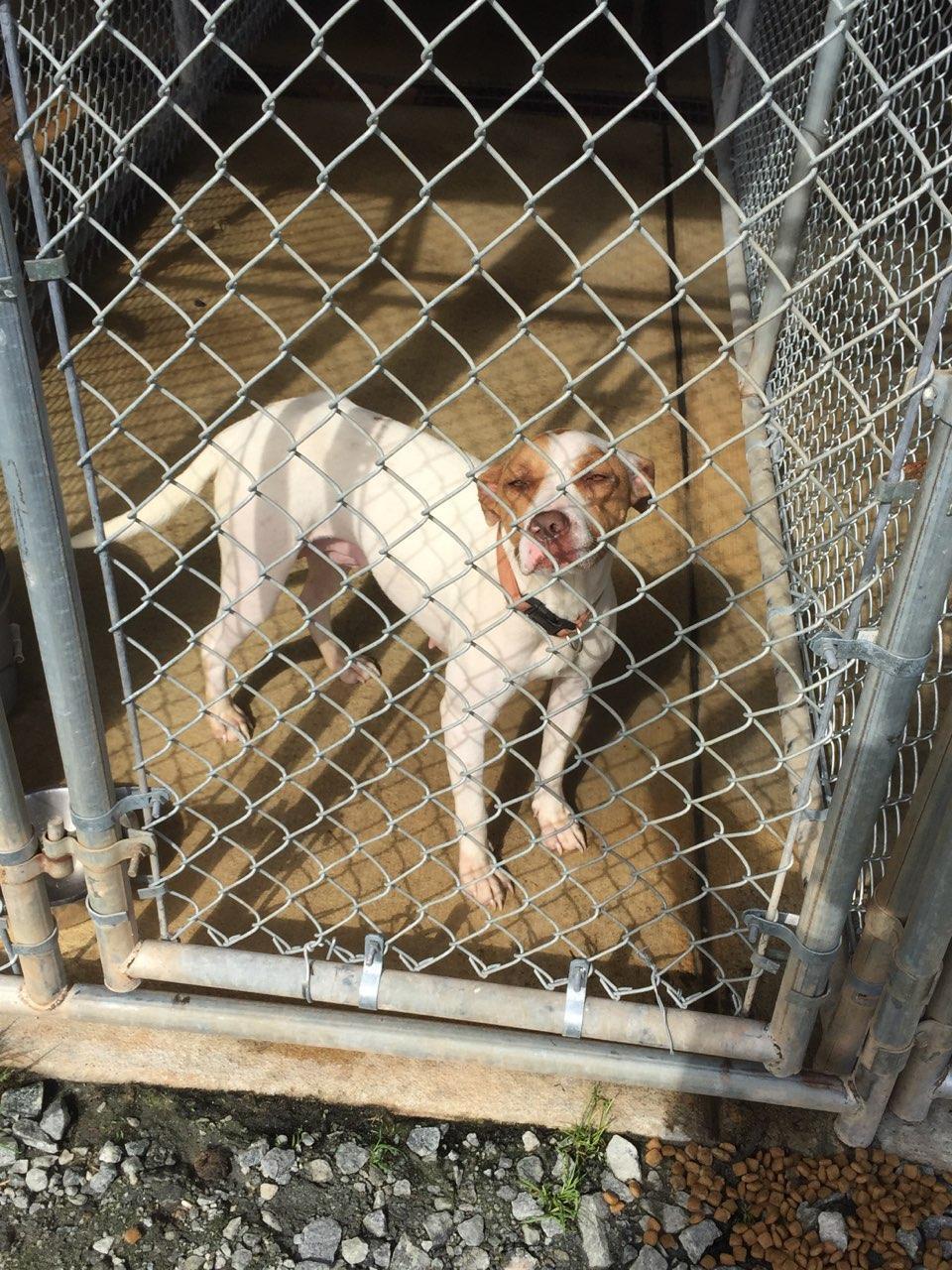 Ivy, an adoptable Labrador Retriever, American Bulldog in Dunwoody, GA, 30338 | Photo Image 1
