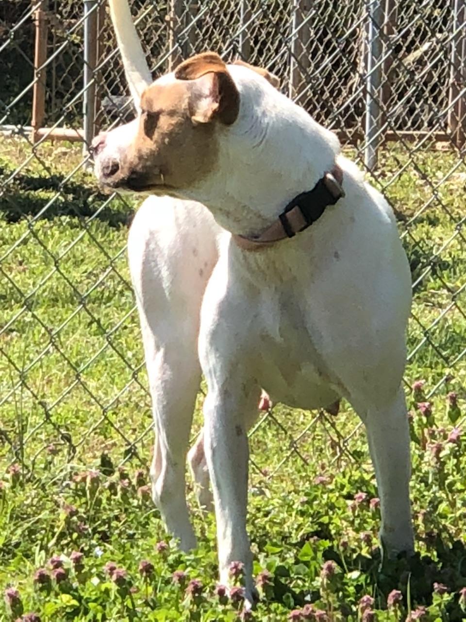 Ivy, an adoptable Labrador Retriever, American Bulldog in Dunwoody, GA, 30338 | Photo Image 2