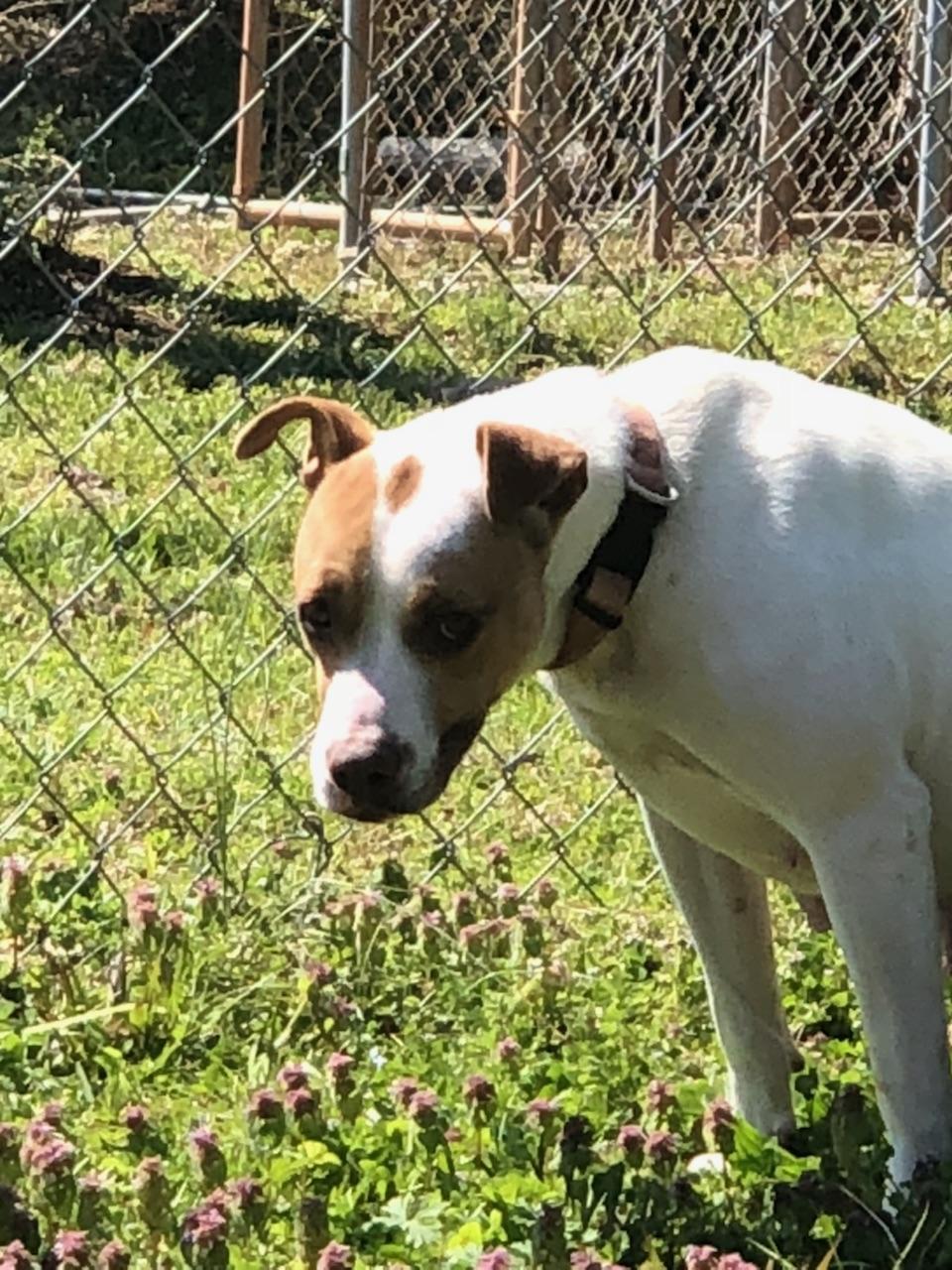 Ivy, an adoptable Labrador Retriever, American Bulldog in Dunwoody, GA, 30338 | Photo Image 3