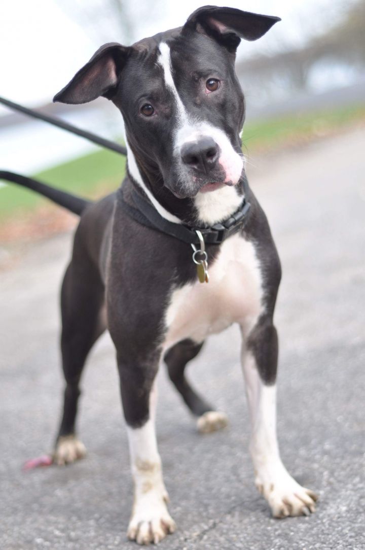 Roscoe, an adoptable Boxer Mix in Blacklick, OH_image-1