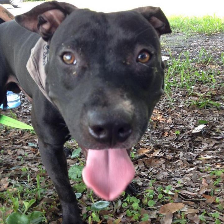 Dog for adoption - Nick, a Pit Bull Terrier Mix in ...