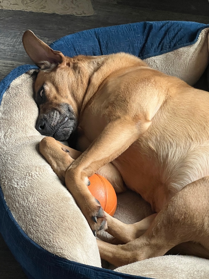 Honey, an adoptable Hound, Labrador Retriever in Painesville, OH, 44077 | Photo Image 2