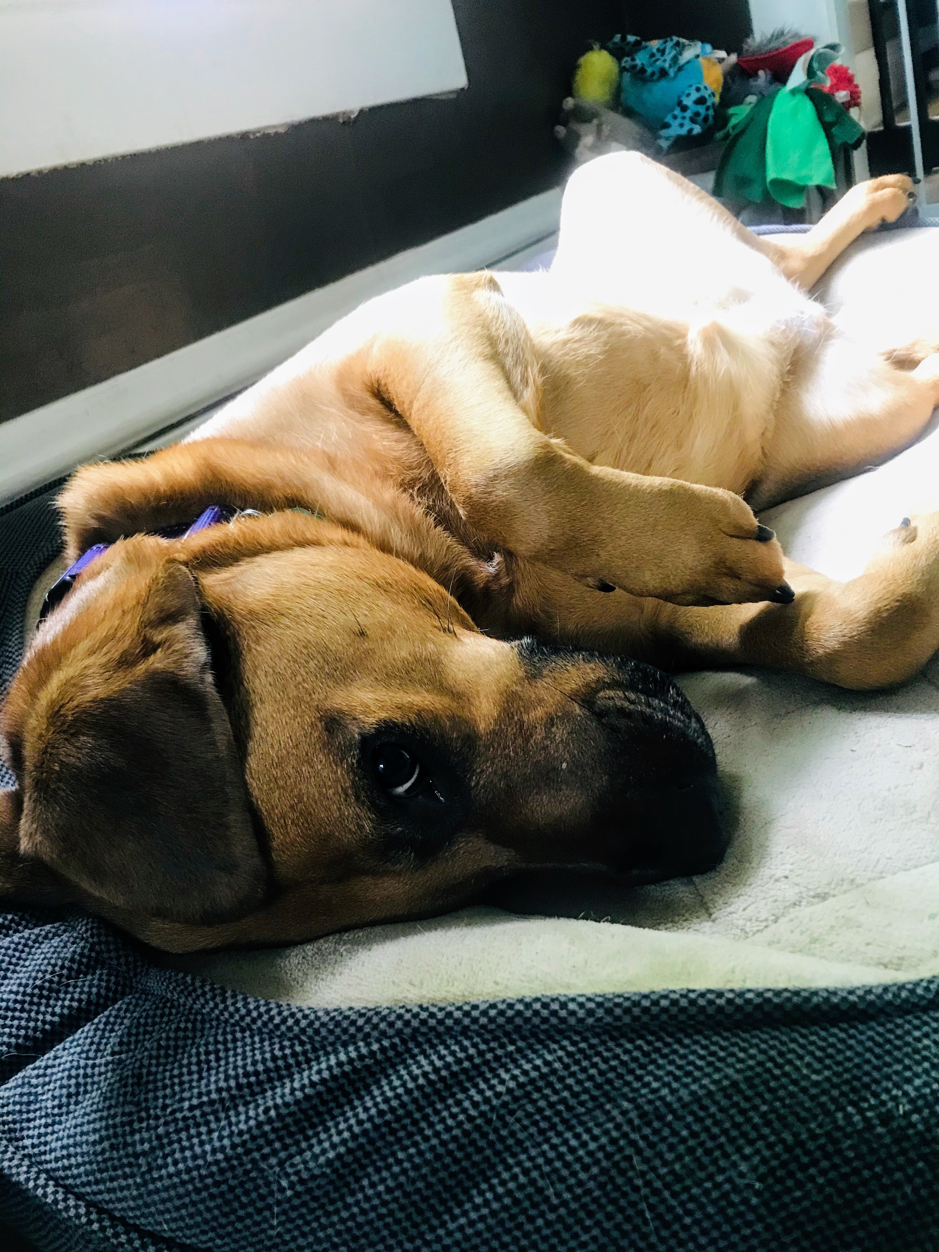 Honey, an adoptable Hound, Labrador Retriever in Painesville, OH, 44077 | Photo Image 4