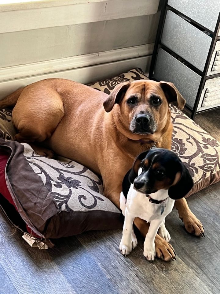 Dog for adoption Honey, a Hound & Labrador Retriever Mix in Painesville, OH Petfinder