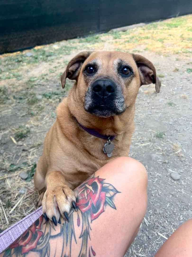Honey, an adoptable Hound, Labrador Retriever in Painesville, OH, 44077 | Photo Image 1