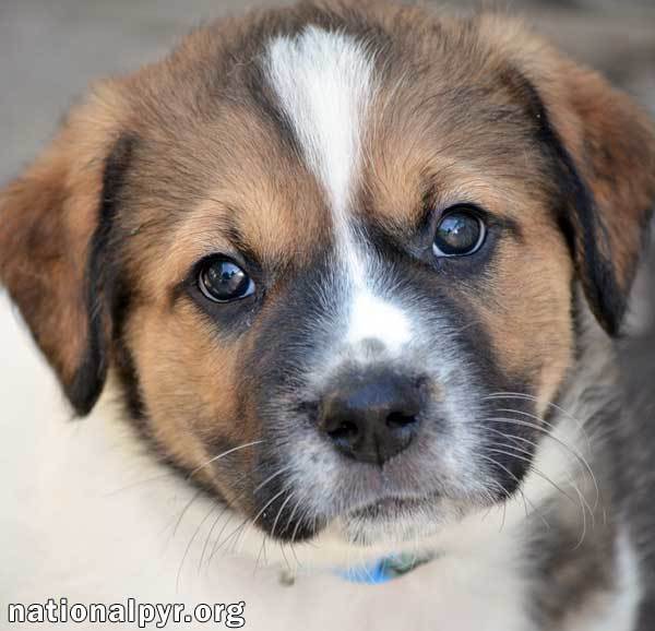 Morris in VA / pup - adopted