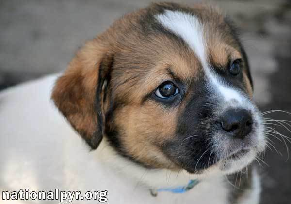 Morris in VA / pup - adopted 2