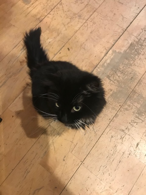 Cat For Adoption Betty Boop A Domestic Long Hair Mix In Grand