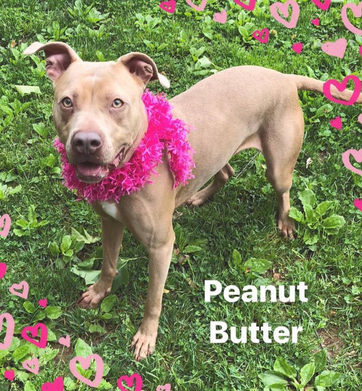 Peanut Butter 3