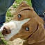 Judge, an adoptable Mixed Breed in Blanchard, OK, 73010 | Photo Image 1