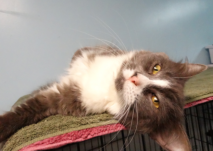 Maxwell, an adoptable Domestic Long Hair in Colonia, NJ, 07067 | Photo Image 2