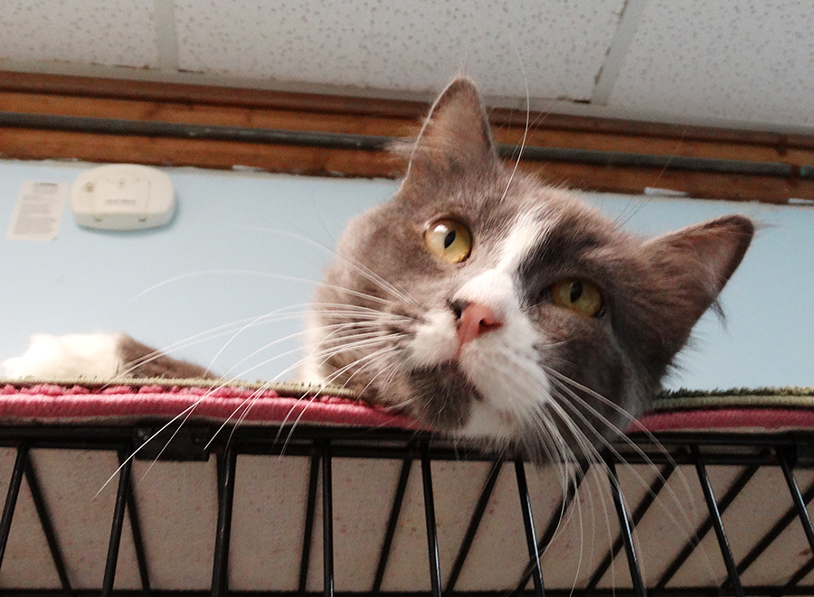 Maxwell, an adoptable Domestic Long Hair in Colonia, NJ, 07067 | Photo Image 4