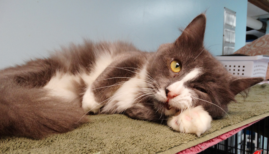 Maxwell, an adoptable Domestic Long Hair in Colonia, NJ, 07067 | Photo Image 5