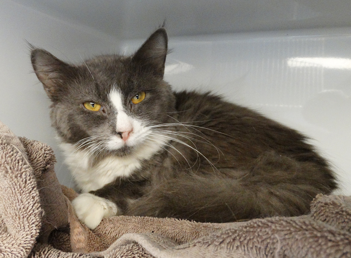 Maxwell, an adoptable Domestic Long Hair in Colonia, NJ, 07067 | Photo Image 7