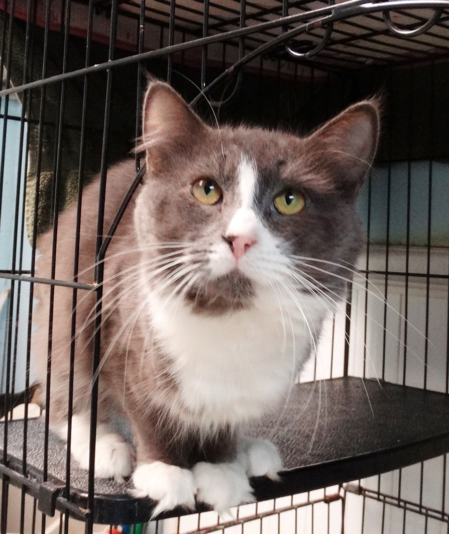 Maxwell, an adoptable Domestic Long Hair in Colonia, NJ, 07067 | Photo Image 8