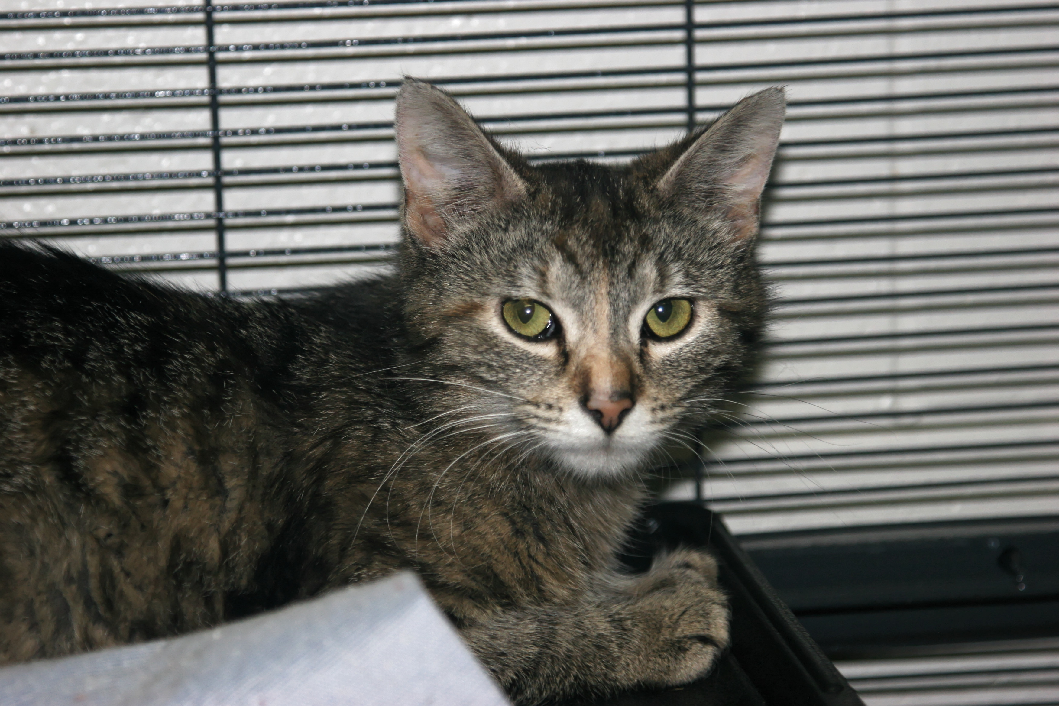 Charity, an adoptable Domestic Short Hair in Urbana, OH, 43078 | Photo Image 2