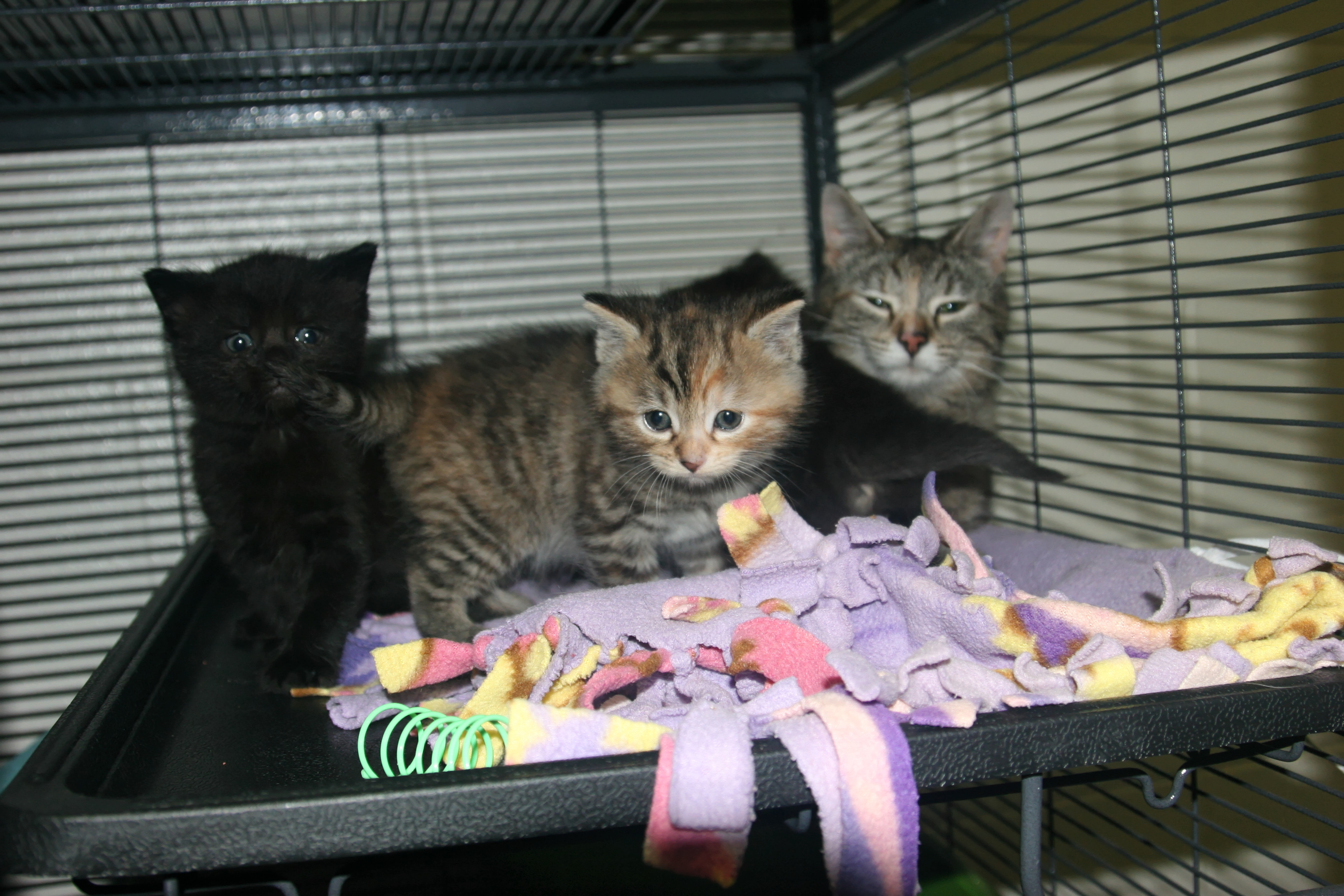 Charity, an adoptable Domestic Short Hair in Urbana, OH, 43078 | Photo Image 3