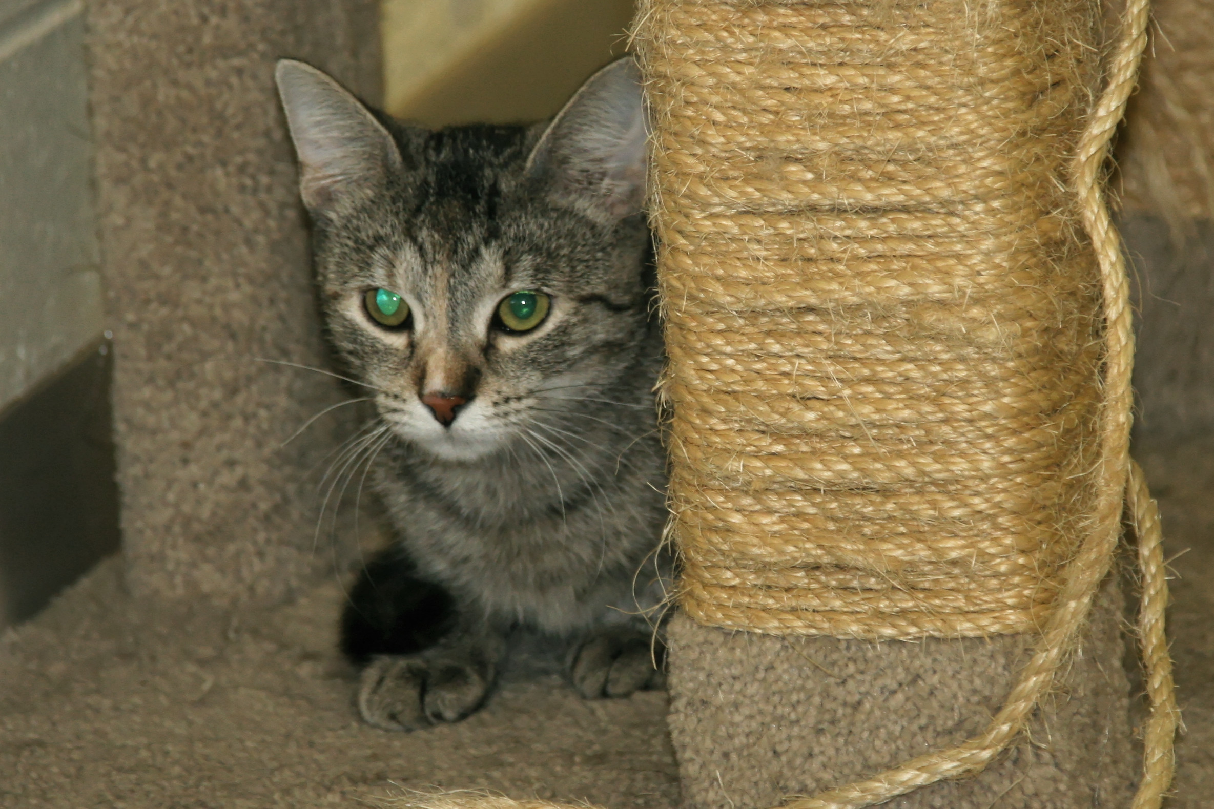 Charity, an adoptable Domestic Short Hair in Urbana, OH, 43078 | Photo Image 4